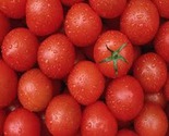 Organic Red Tomatos