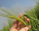 Agricol Barley Growing