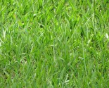 Agricol Bahia Grass