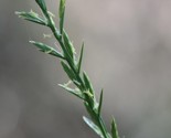 Agricol Perennial Ryegrass