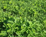 Agricol Cow Peas