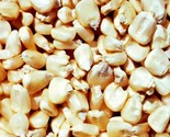 Hybrid Maize Distribution