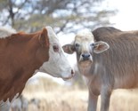 ASAS Dairy Farming | Fresians, Ayshires, Jerseys & Danish Reds | Dairy Cattle & Milk Processing