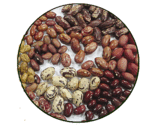 Beans Nabe 16 Seedlings