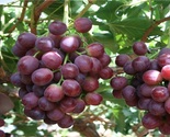 Starlight Seedless Grape