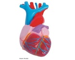 Anatomical Teaching Aids | Heart, Respiratory System