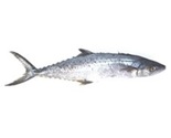 Spanish Mackerel Fish