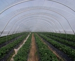 Poly Tunnel Green House Gutters