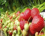 Haygrove Strawberries