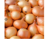 EGAST Onion