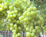 Early Sweet White  Seedless Grapes