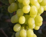 Prime  White Seedless Grapes