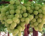 Sugraone White Seedless Grapes