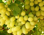 Thompson White Seedless Grapes