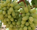 Arra 15 White Seedless Grapes