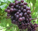 Flame Red  Seedless Grapes