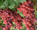 Ralli Red Seedless  Grapes