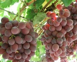 Magenta Red Seedless Grapes