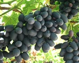Melody Black Seedless  Grapes