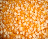 Agrosure Maize