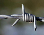 Osprey Barbed Wire