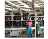 Rotary Dairy Shed | Swing-Over Milking Parlour