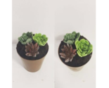 Succulent Cupcake