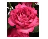 Bella Linda Cerise Roses