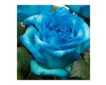 Blue Ice Breaker Roses